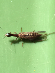 Raphidiidae