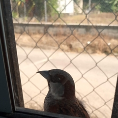 Passer domesticus