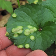 Puccinia violae