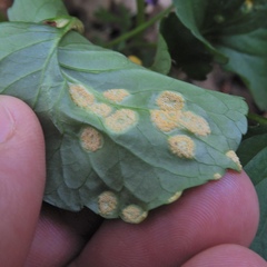 Puccinia violae image