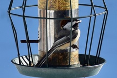 Poecile atricapillus