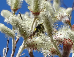 Bombus mckayi