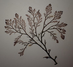 Odonthalia