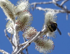 Bombus mckayi