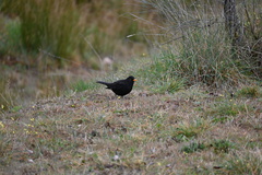 Turdus merula