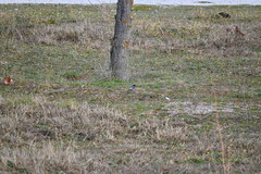 Phoenicurus ochruros