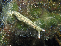 Thuridilla carlsoni