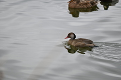 Amazonetta brasiliensis
