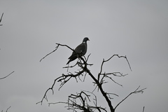 Columba palumbus