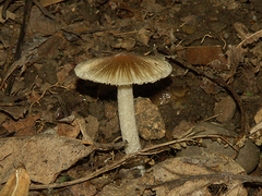 Inocybe asterospora