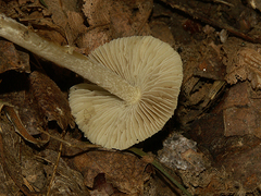 Inocybe asterospora