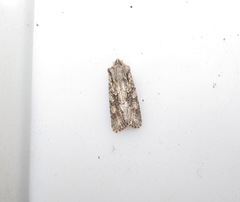 Ichneutica mutans