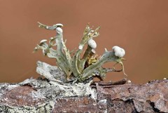 Ramalina culbersoniorum