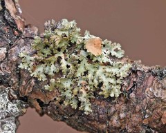 Tuckermanella fendleri