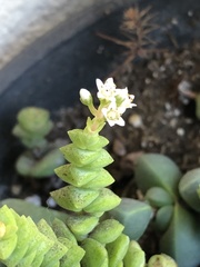 Crassula rupestris