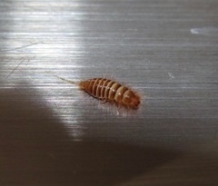 Anthrenocerus australis