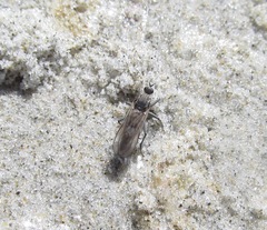 Thinempis otakouensis