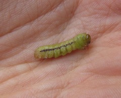 Epiphryne verriculata