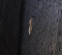 Erechthias stilbella