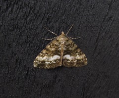 Pseudocoremia lactiflua