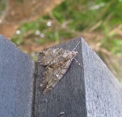 Pseudocoremia suavis