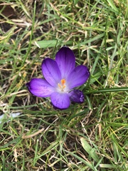 Crocus biflorus