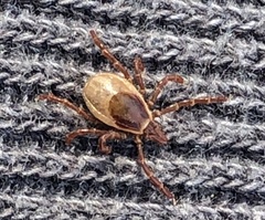Ixodes cornuatus