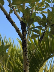 Brachyplatys subaeneus