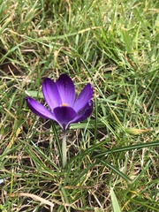 Crocus biflorus