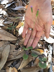 Emilia sonchifolia image
