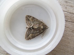 Pseudocoremia suavis