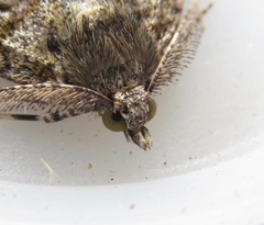 Pseudocoremia suavis