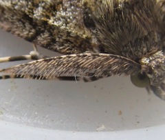 Pseudocoremia suavis