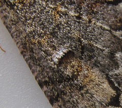 Pseudocoremia suavis