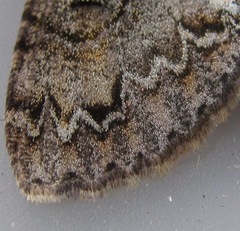 Pseudocoremia suavis