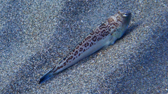 Trachinus radiatus