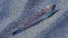 Trachinus radiatus