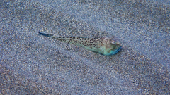 Trachinus radiatus