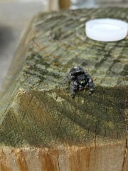 Phidippus audax