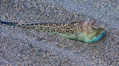 Trachinus radiatus