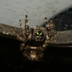 Phidippus audax