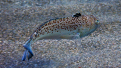 Trachinus radiatus