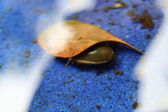 Cybister tripunctatus