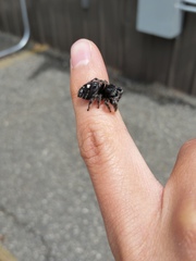 Phidippus audax