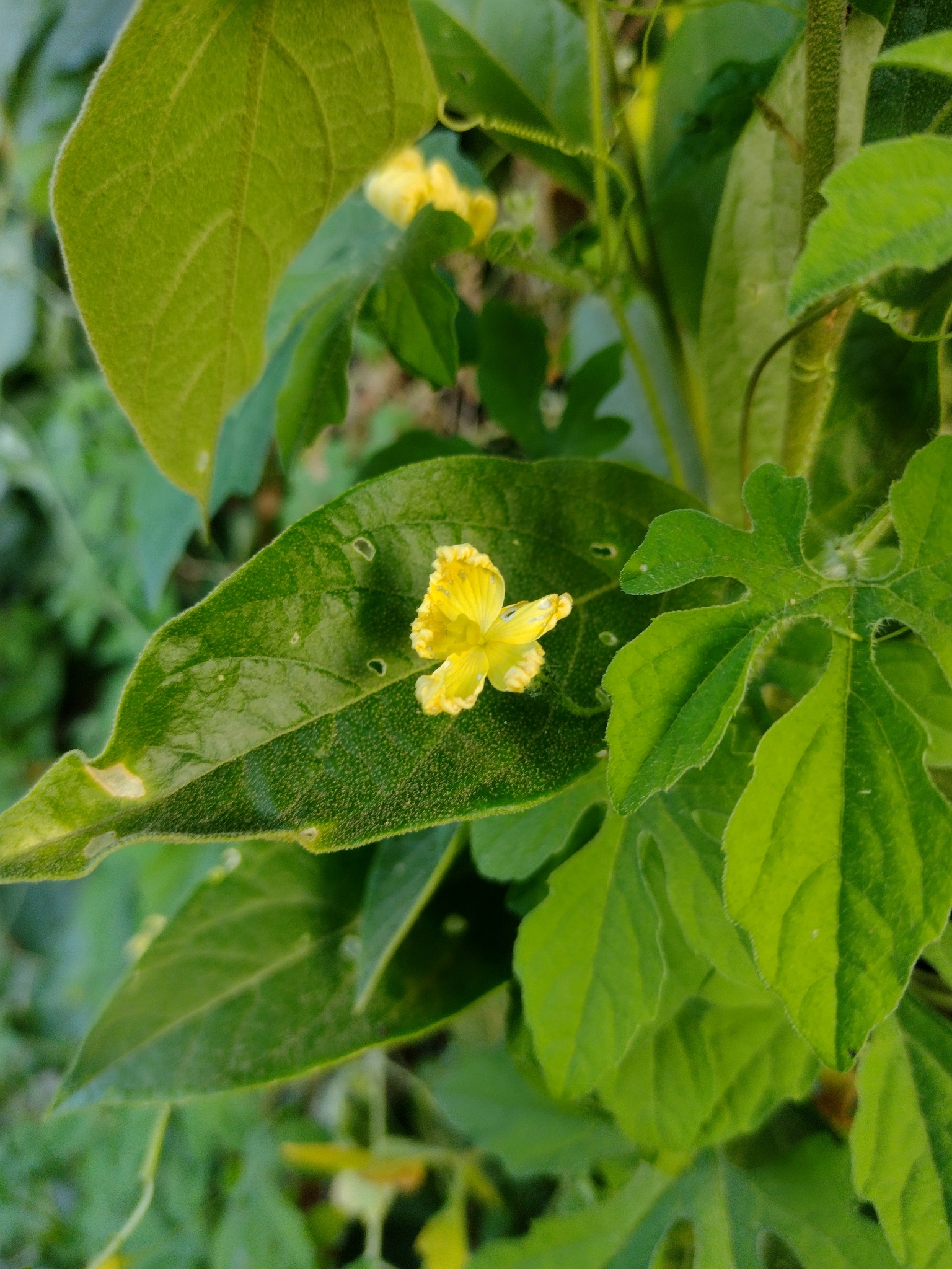 Momordica charantia