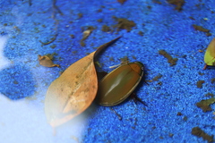 Cybister tripunctatus