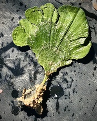 Udotea flabellum