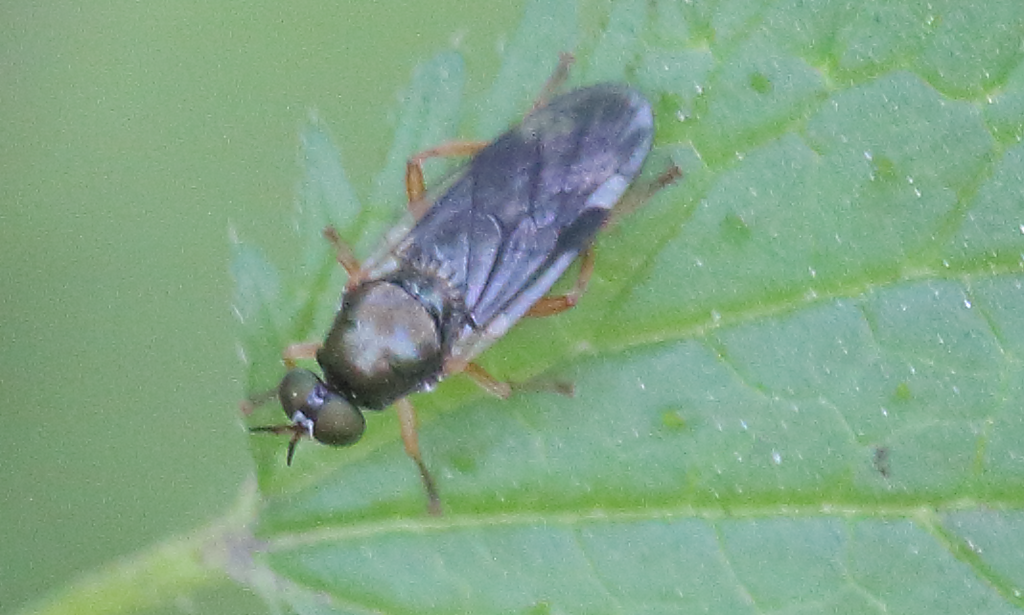 Beridops maculipennis