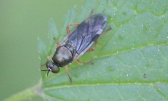 Beridops maculipennis