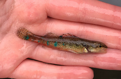 Trispot Darter photo 3